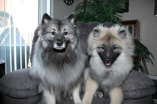 https://images.dog.ceo/breeds/keeshond/n02112350_3314.jpg