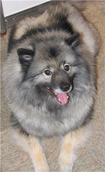 https://images.dog.ceo/breeds/keeshond/n02112350_3824.jpg