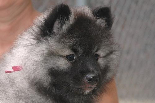 https://images.dog.ceo/breeds/keeshond/n02112350_3888.jpg