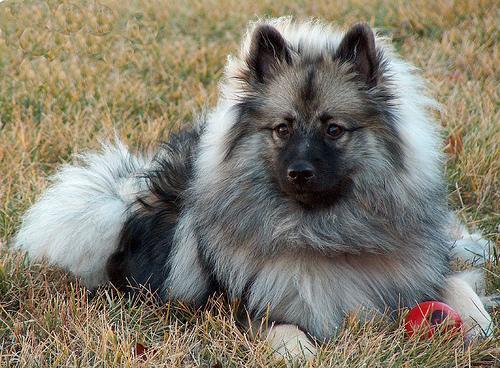 https://images.dog.ceo/breeds/keeshond/n02112350_3955.jpg