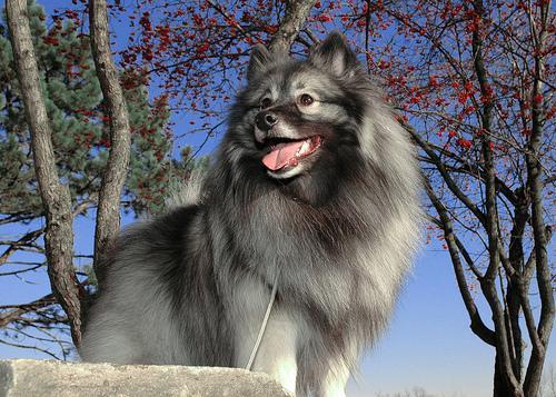 https://images.dog.ceo/breeds/keeshond/n02112350_4005.jpg