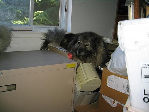 https://images.dog.ceo/breeds/keeshond/n02112350_4117.jpg