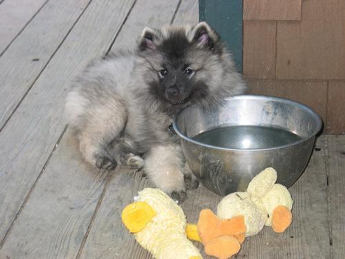 https://images.dog.ceo/breeds/keeshond/n02112350_4122.jpg