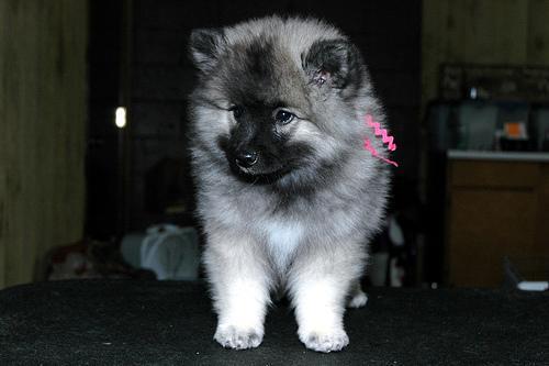 https://images.dog.ceo/breeds/keeshond/n02112350_4282.jpg