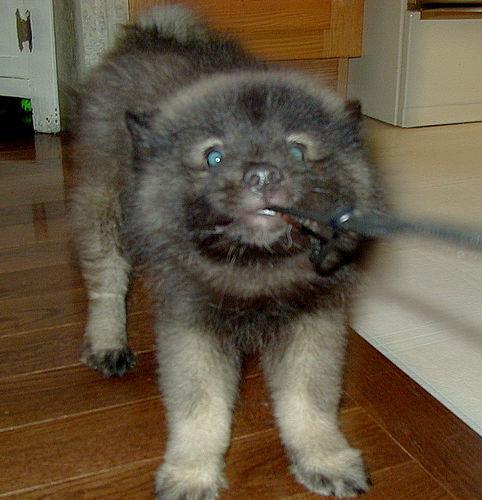 https://images.dog.ceo/breeds/keeshond/n02112350_464.jpg