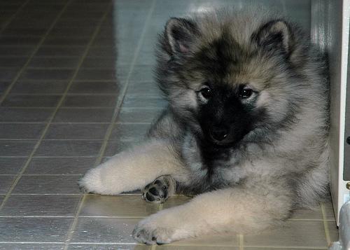 https://images.dog.ceo/breeds/keeshond/n02112350_4801.jpg