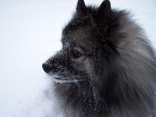 https://images.dog.ceo/breeds/keeshond/n02112350_4806.jpg