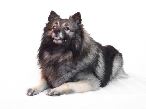 https://images.dog.ceo/breeds/keeshond/n02112350_5904.jpg