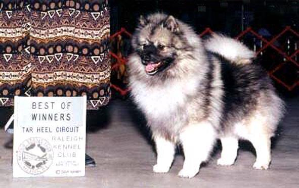 https://images.dog.ceo/breeds/keeshond/n02112350_6007.jpg