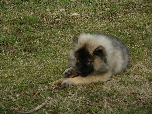 https://images.dog.ceo/breeds/keeshond/n02112350_6601.jpg