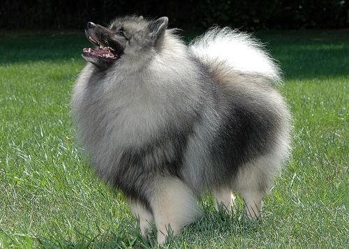 https://images.dog.ceo/breeds/keeshond/n02112350_6659.jpg