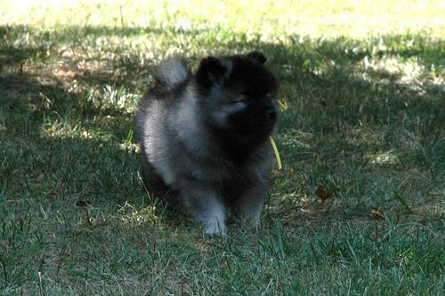 https://images.dog.ceo/breeds/keeshond/n02112350_6693.jpg