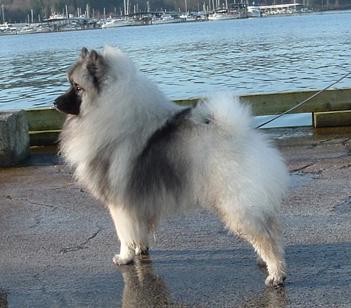 https://images.dog.ceo/breeds/keeshond/n02112350_6701.jpg