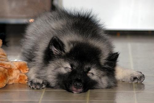 https://images.dog.ceo/breeds/keeshond/n02112350_6855.jpg