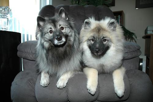 https://images.dog.ceo/breeds/keeshond/n02112350_6861.jpg