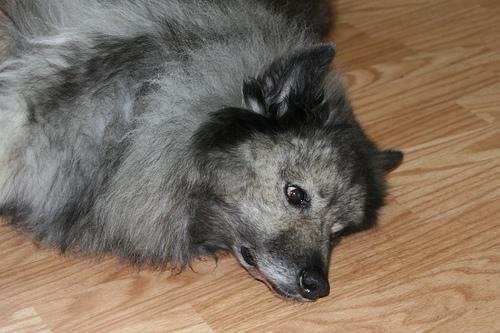 https://images.dog.ceo/breeds/keeshond/n02112350_6906.jpg