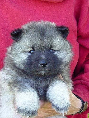 https://images.dog.ceo/breeds/keeshond/n02112350_6952.jpg