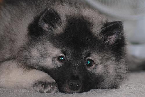 https://images.dog.ceo/breeds/keeshond/n02112350_6959.jpg