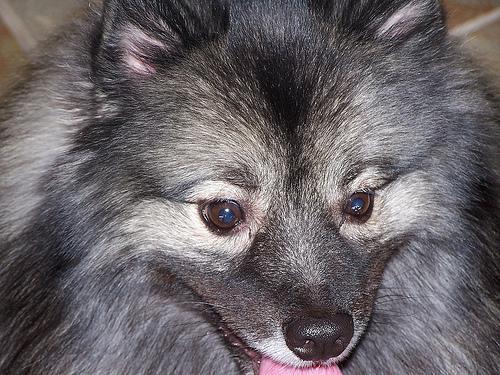 https://images.dog.ceo/breeds/keeshond/n02112350_6964.jpg