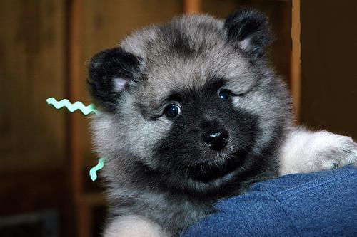 https://images.dog.ceo/breeds/keeshond/n02112350_6980.jpg