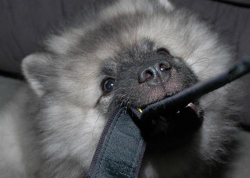 https://images.dog.ceo/breeds/keeshond/n02112350_7037.jpg