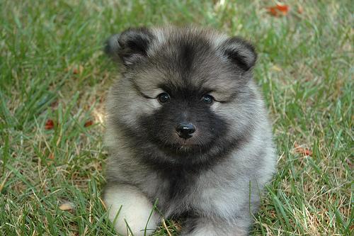 https://images.dog.ceo/breeds/keeshond/n02112350_7038.jpg