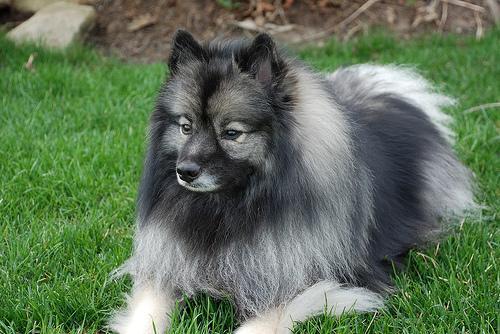 https://images.dog.ceo/breeds/keeshond/n02112350_7087.jpg