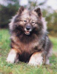 https://images.dog.ceo/breeds/keeshond/n02112350_7112.jpg