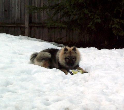 https://images.dog.ceo/breeds/keeshond/n02112350_7115.jpg