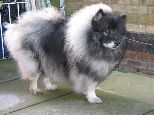 https://images.dog.ceo/breeds/keeshond/n02112350_7126.jpg