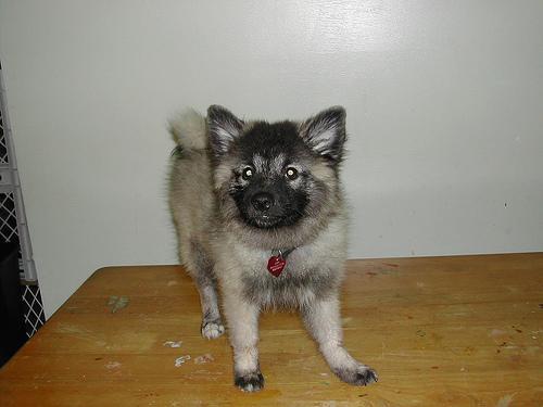 https://images.dog.ceo/breeds/keeshond/n02112350_7141.jpg