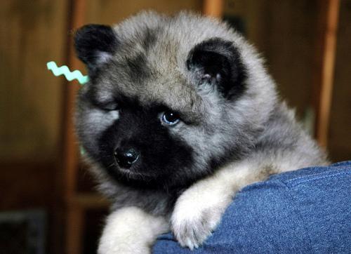 https://images.dog.ceo/breeds/keeshond/n02112350_7157.jpg