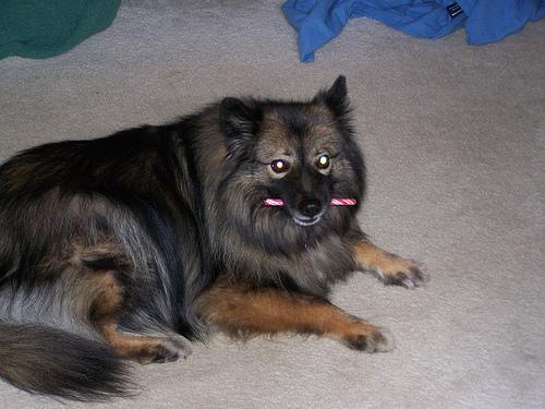 https://images.dog.ceo/breeds/keeshond/n02112350_7168.jpg