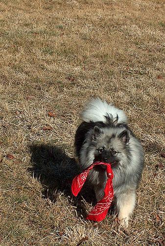 https://images.dog.ceo/breeds/keeshond/n02112350_7169.jpg