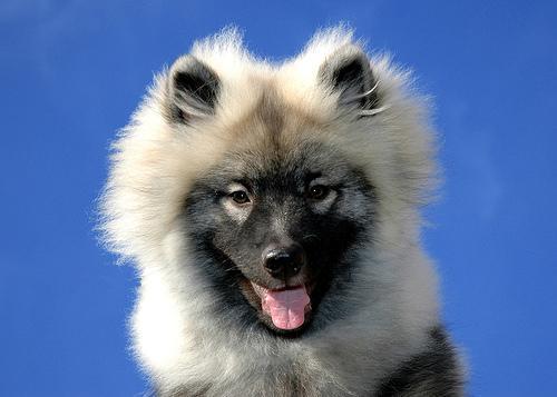 https://images.dog.ceo/breeds/keeshond/n02112350_7185.jpg