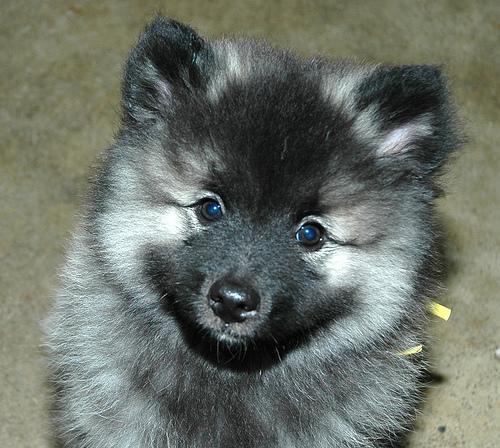 https://images.dog.ceo/breeds/keeshond/n02112350_7219.jpg