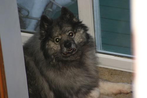 https://images.dog.ceo/breeds/keeshond/n02112350_7246.jpg