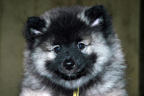 https://images.dog.ceo/breeds/keeshond/n02112350_7257.jpg