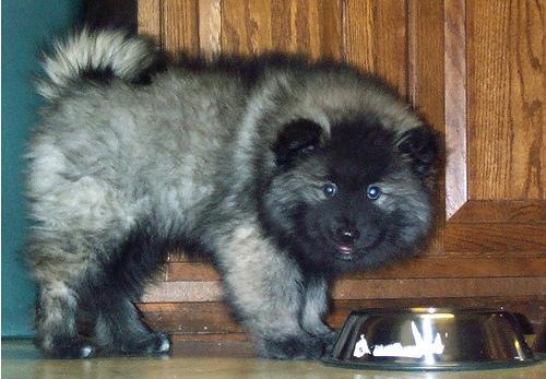 https://images.dog.ceo/breeds/keeshond/n02112350_7312.jpg