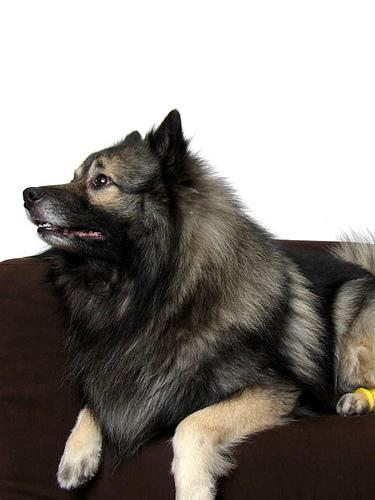 https://images.dog.ceo/breeds/keeshond/n02112350_7335.jpg