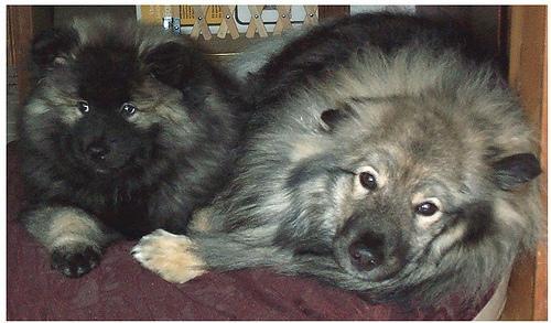 keeshond