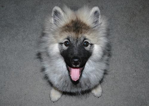 https://images.dog.ceo/breeds/keeshond/n02112350_7445.jpg