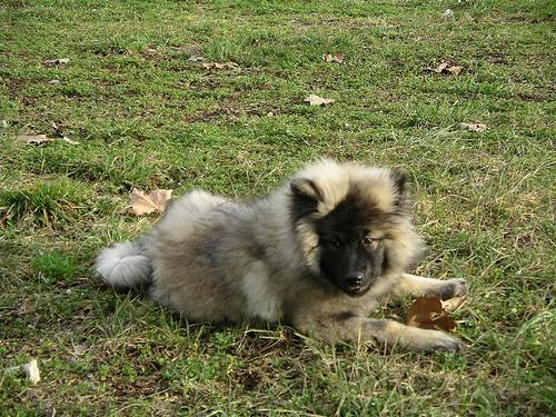 https://images.dog.ceo/breeds/keeshond/n02112350_7566.jpg