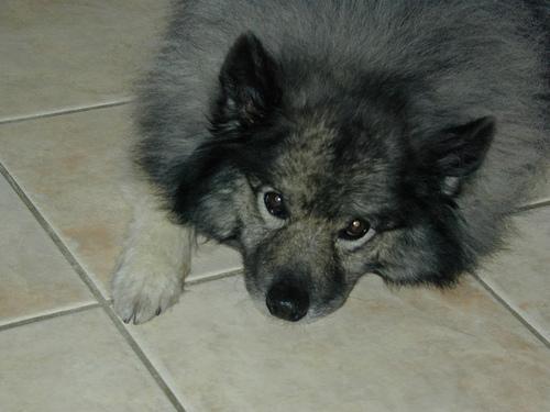 https://images.dog.ceo/breeds/keeshond/n02112350_7618.jpg