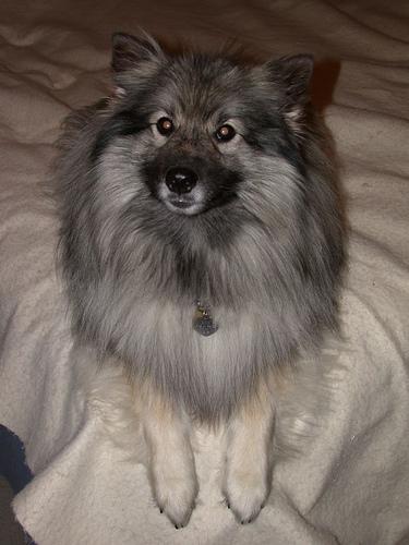 https://images.dog.ceo/breeds/keeshond/n02112350_7699.jpg