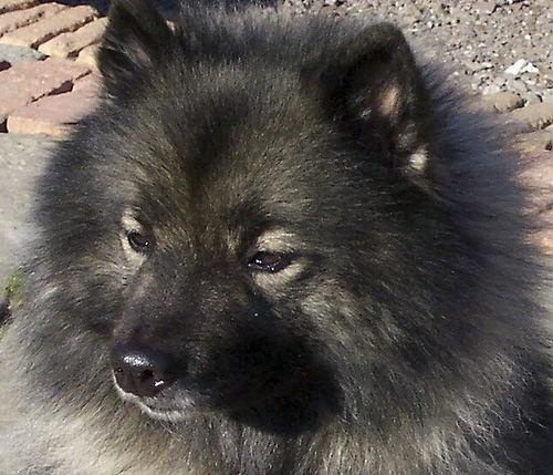 https://images.dog.ceo/breeds/keeshond/n02112350_7708.jpg