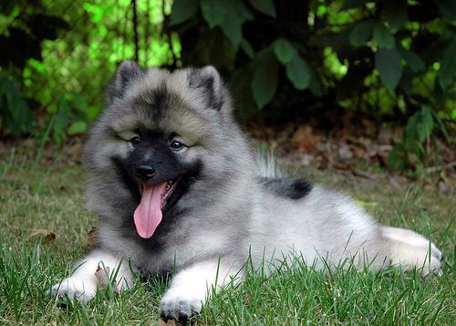 https://images.dog.ceo/breeds/keeshond/n02112350_7733.jpg