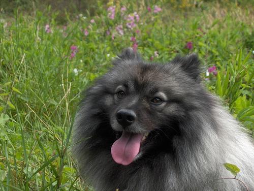 https://images.dog.ceo/breeds/keeshond/n02112350_7789.jpg