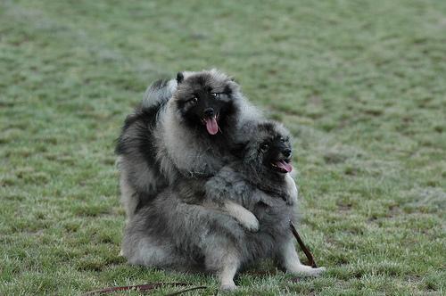 https://images.dog.ceo/breeds/keeshond/n02112350_7826.jpg