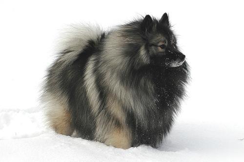 https://images.dog.ceo/breeds/keeshond/n02112350_7837.jpg